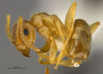 Media type: image;   Entomology 534329 Aspect: habitus lateral view